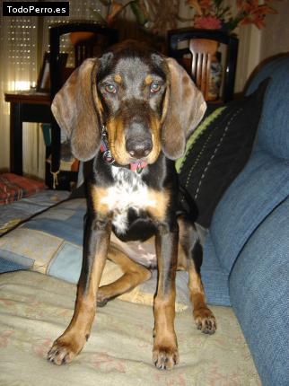 La foto del perro Kady Foto del perro Kady