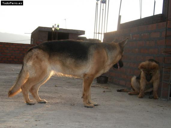 La foto del perro