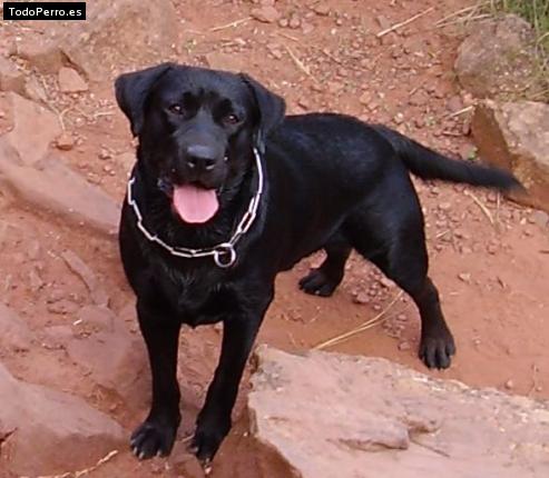 La foto del perro Russell Foto del perro Russell