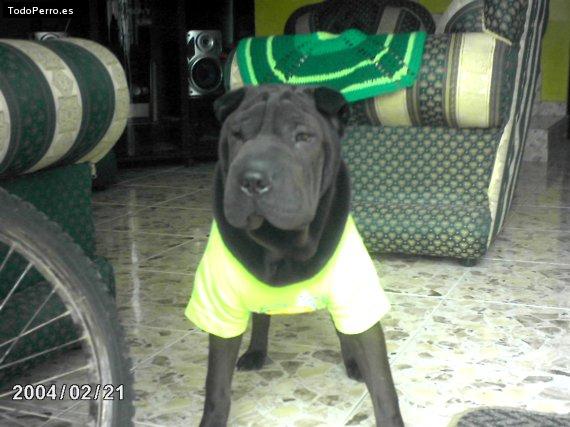 Foto del perro Lucas