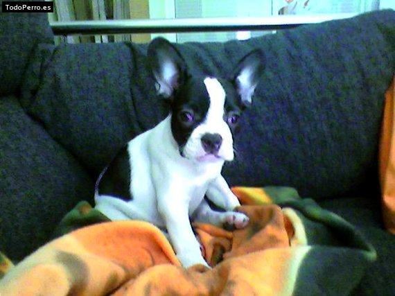 La foto del perro Maya Foto del perro Maya