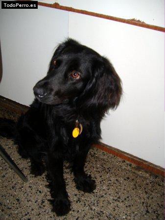 Foto del perro Chanta