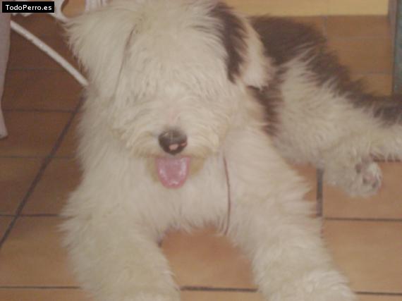 La foto del perro Panda Foto del perro Panda