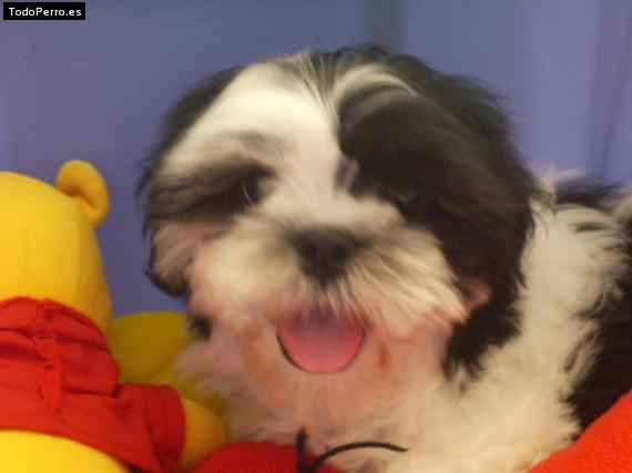 La foto del perro