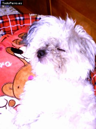 La foto del perro