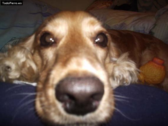 La foto del perro