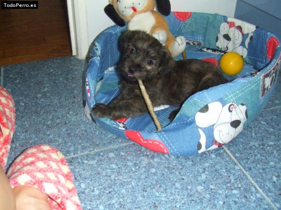 La foto del perro Rufy Foto del perro Rufy