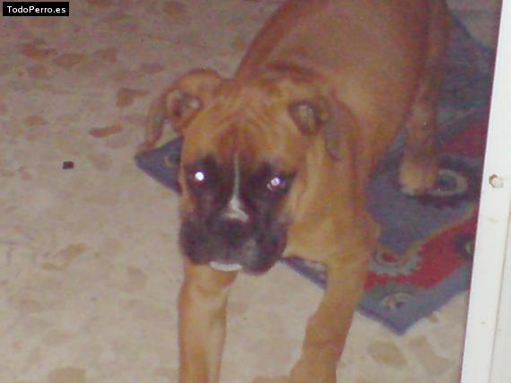 La foto del perro Kiron Foto del perro Kiron