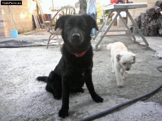 La foto del perro Jade Foto del perro Jade