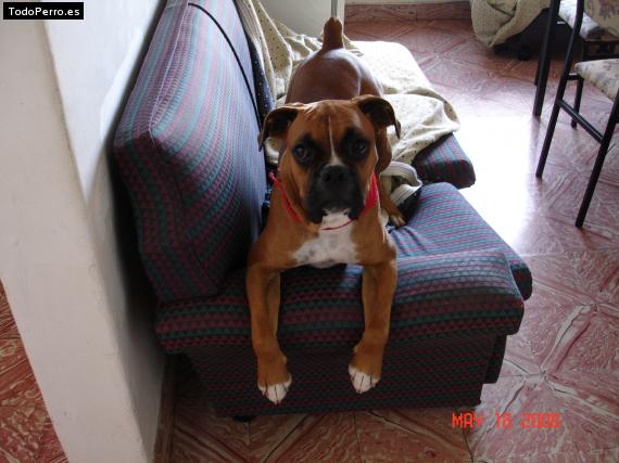 Foto del perro Taz