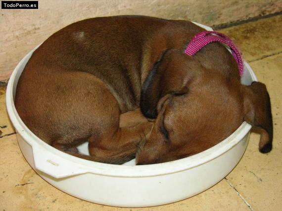 Foto del perro Cinnamon
