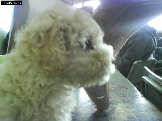 La foto del perro Punky Foto del perro Punky