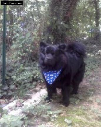 Foto del perro Negro