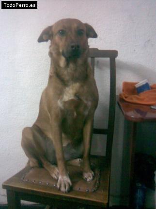 Foto del perro Sami