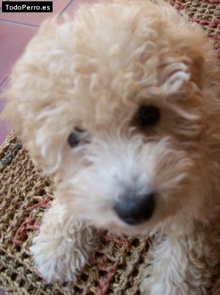 Foto del perro Homero