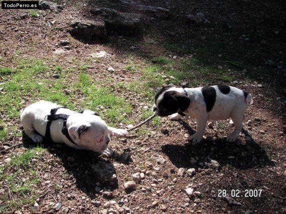 La foto del perro Hugo Foto del perro Hugo