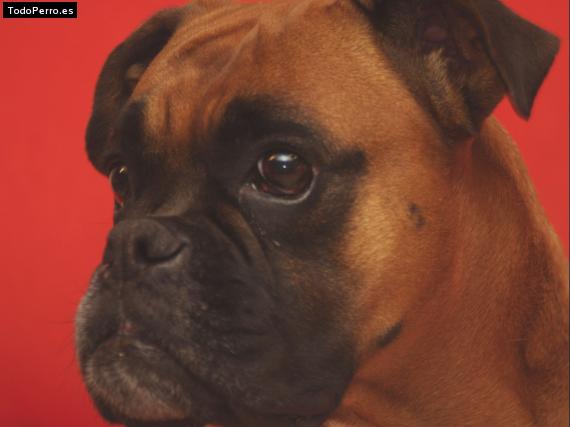Foto del perro Tuca