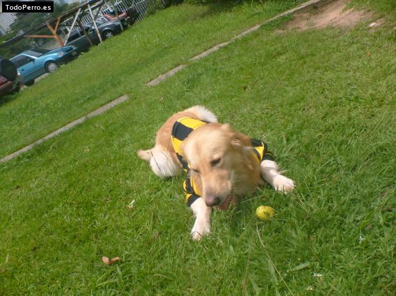 La foto del perro