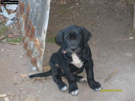 Foto del perro Cel