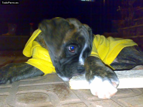 Foto del perro Turko