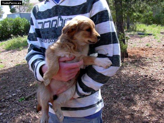 Foto del perro Caitanya