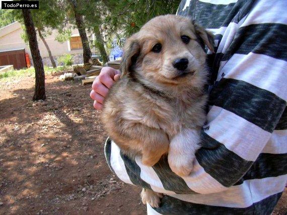 Foto del perro Cirene