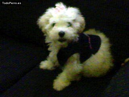 La foto del perro Motita Foto del perro Motita