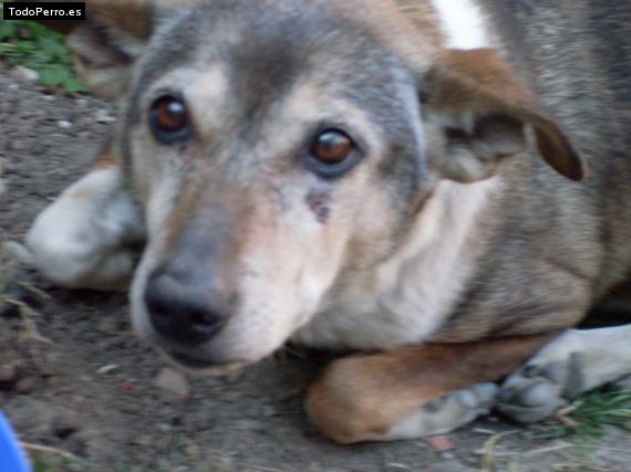 La foto del perro Puflita Foto del perro Puflita