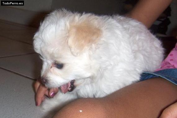 Foto del perro Rocky