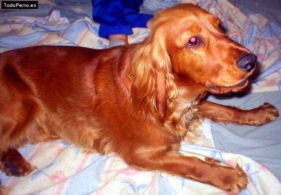 Foto del perro Coco