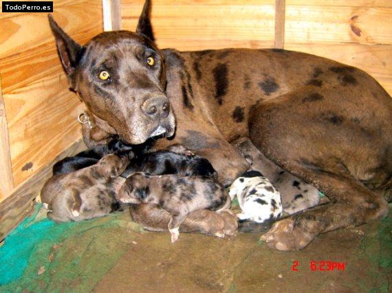 Foto del perro Mara