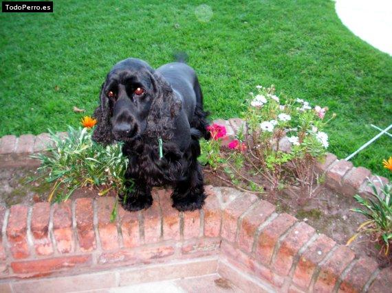 Foto del perro Negrito