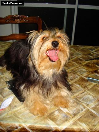La foto del perro