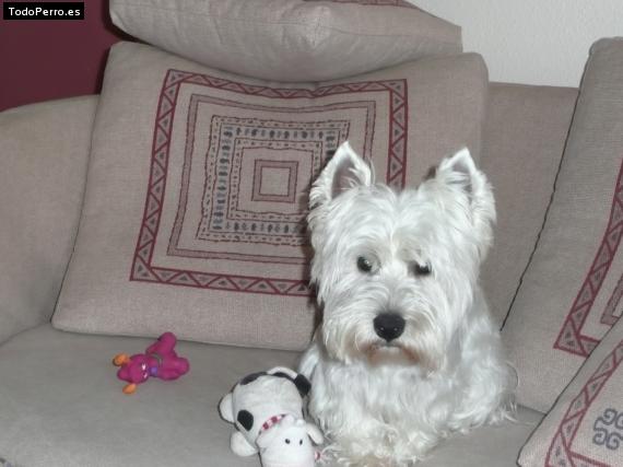 Foto del perro Scooby
