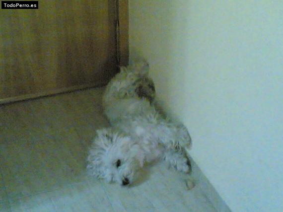 Foto del perro Saky