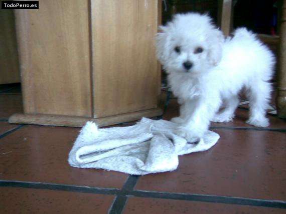 La foto del perro Reina Foto del perro Reina