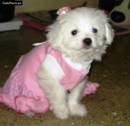 La foto del perro Roxi Foto del perro Roxi