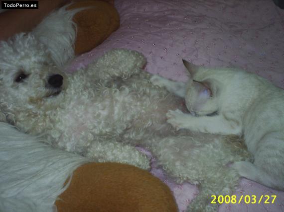Foto del perro Chichi