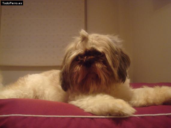 La foto del perro