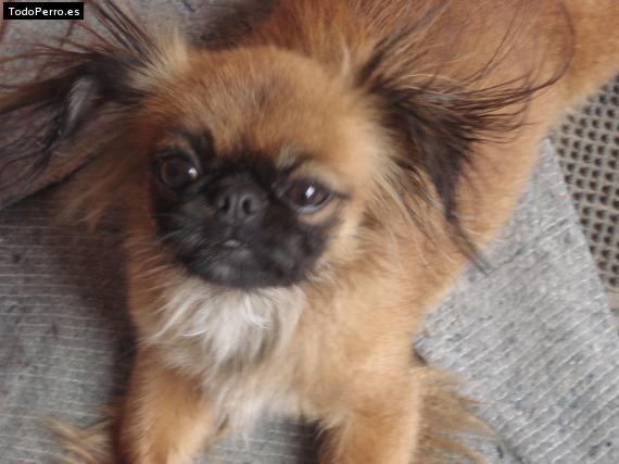 Foto del perro Chikita