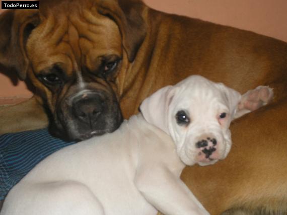 Foto del perro Tayson y luna