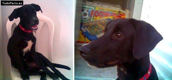 Foto del perro India