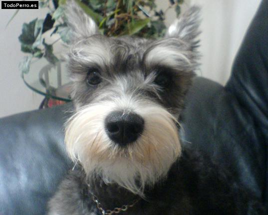 La foto del perro Khyra Foto del perro Khyra