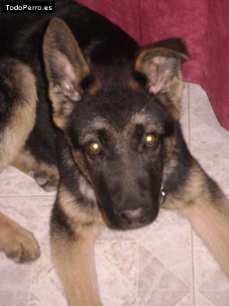 Foto del perro Rocco