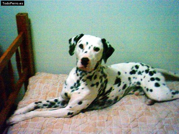 Foto del perro Shigure