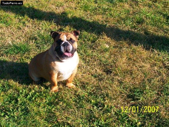 Foto del perro Hades