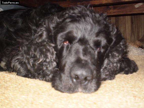 La foto del perro Rigoletto Foto del perro Rigoletto