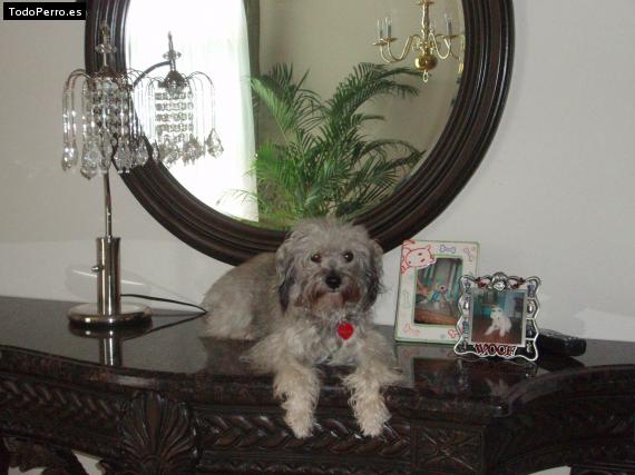 Foto del perro Muñeco