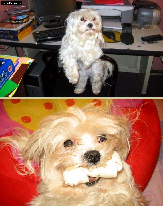 Foto del perro Tommy