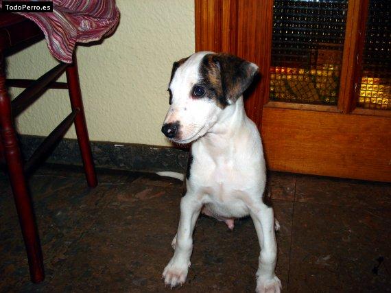 Foto del perro Croqueta